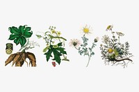 Vector botanical plant and flower set illustrations