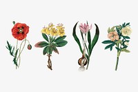 Vector botanical flower set illustrations