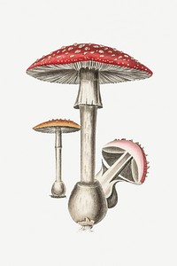 Botanical psd mushroom fungus vintage sketch