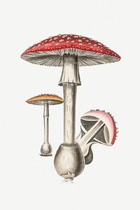Botanical mushroom fungus vintage illustration