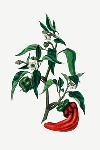 Botanical chili plant vintage illustration
