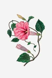 Vintage botanical pink flower illustration