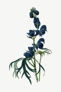 Vector botanical monks hood flower illustrations