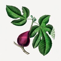 Botanical fig vintage plant illustration