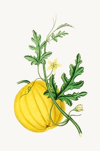 Botanical bitter apple plant illustrations