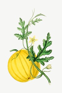 Vector botanical bitter apple plant illustrations