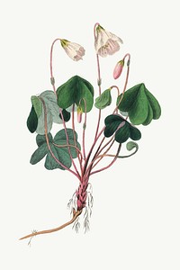 Medical botanical vector wood sorrel plant illustration