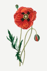 Vector botanical poppy flower illustrations