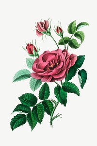 Vector botanical rose flower vintage illustration