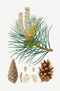 Botanical psd scots pine plant vintage sketch