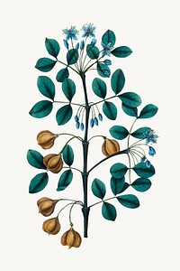 Botanical green branch vintage plant illustration