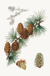 Botanical psd linus larix plant vintage sketch