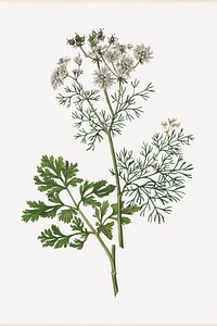 Botanical coriander psd vintage plant sketch