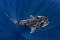 Free shark image, public domain animal CC0 photo.