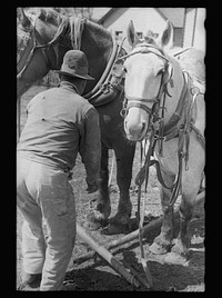 [Untitled photo, possibly related to: Leading horses to the barn after unharnessing, Grundy County, Iowa]. Sourced from the Library of Congress.