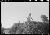 [Untitled photo, possibly related to: Mechanicsburg (vicinity), Ohio. Harvest hand and helper on the Virgil Thaxton farm]. Sourced from the Library of Congress.