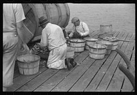 Sorting the cooked crabs for shipping. Rock Point, Maryland. Sourced from the Library of Congress.
