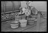 [Untitled photo, possibly related to: Sorting the cooked crabs for shipping. Rock Point, Maryland]. Sourced from the Library of Congress.