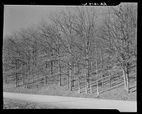 Good stand of well-cared for trees. Brown County, Indiana. Sourced from the Library of Congress.