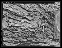 Texture background for motion picture and filmstrip titles. Bark of American Elm. Sourced from the Library of Congress.