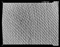 Texture background for motion picture and filmstrip titles. Detail of Panama hat. Sourced from the Library of Congress.