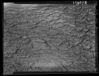 Texture background for motion picture and filmstrip. Bark of oak tree. Sourced from the Library of Congress.