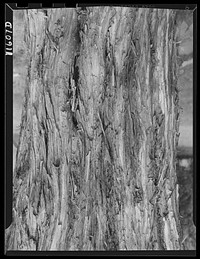 Texture background for motion picture and filmstrip. Bark of cedar tree. Sourced from the Library of Congress.