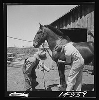 Veterinary explaining where to look for bot fly eggs in sanitation program for horses. Fremont County, Idaho. Sourced from the Library of Congress.