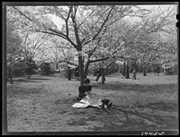 Reading under cherry blossoms. Cherry Blossom Festival, Washington, D.C.. Sourced from the Library of Congress.