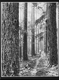 Forest trail in Washington. Sourced from the Library of Congress.