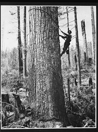 Equipment of the high climber. Washington. Sourced from the Library of Congress.