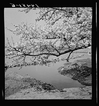 Cherry blossoms over the Tidal Basin. Washington, D.C.. Sourced from the Library of Congress.