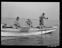 Tonging and culling oysters. Wicomico River, Maryland. Sourced from the Library of Congress.