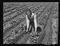 Ellen Mark, daughter of Louie Mark, Farm Security Administration rehabilitation client of West Jordan, Salt Lake County, Utah, cuts a head of lettuce as part of the family's home food supply taken from their truck farm. Sourced from the Library of Congress.