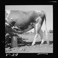 Manager douching bull after service. Fremont County, Idaho. Sourced from the Library of Congress.