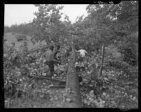 [Untitled photo, possibly related to: Earliest stages of land clearing at Greenbelt, Maryland]. Sourced from the Library of Congress.