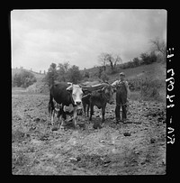 [Untitled photo, possibly related to: Yoke of oxen, "Brown Buck" and "Black Buck," on farm near Eatons, West Virginia. Driven by Clarence Todd]. Sourced from the Library of Congress.