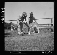 [Untitled photo, possibly related to: Veterinary advising on care and health of young calves. Fremont County, Idaho]. Sourced from the Library of Congress.