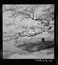 [Untitled photo, possibly related to: Cherry blossoms over the Tidal Basin. Washington, D.C.]. Sourced from the Library of Congress.