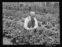 Woodville, California. Farm security administration farm workers' community. An inhabitant in his garden.. Sourced from the Library of Congress.