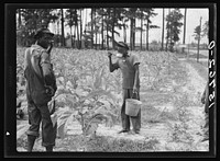 Tobacco workers. Florence County, South Carolina. Sourced from the Library of Congress.