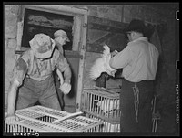 Lancaster County, Pennsylvania. Enos and Herbert Royer and a Philadelphia poultry buyer loading chickens. Sourced from the Library of Congress.