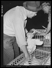 [Untitled photo, possibly related to: Lancaster County, Pennsylvania. Enos Royer weighing a crate of chickens on his farm for a Philadelphia poultry buyer. There was a row between him and Royer as to how many sick chickens he could throw out of the lot he had agreed to buy. Royer won the day, and twelve sick chickens have found their way to the consumer]. Sourced from the Library of Congress.