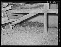 New England hurricane. Dead chickens in debris of chicken house. Between Worcester and Amherst, Massachusetts. Sourced from the Library of Congress.