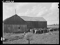 The Pine Camp military area near Watertown, New York, which was expanded under FSA (Farm Security Administration) supervision. Auctioning off a dairy herd on the Ingalls farm near Antwerp, New York. Sourced from the Library of Congress.