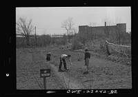 Washington, D.C. Mr. and Mrs. Ruding working on their plot in a victory garden on Fairlawn Avenue, Southeast. Sourced from the Library of Congress.