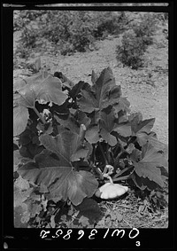 Washington, D. C. Symling growing in a Victory garden on Fairlawn Avenue. Sourced from the Library of Congress.