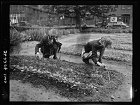 New York, New York. Children's school victory gardens on First Avenue between Thirty-fifth and Thirty-sixth Streets. Sourced from the Library of Congress.