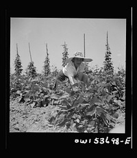 Dresher, Pennsylvania. The wife of the owner of the Spring Run Farm picking beans in the truck. Sourced from the Library of Congress.