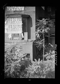 Philadelphia, Pennsylvania. Back yard of an abandoned house at 20th and Arch Streets. Sourced from the Library of Congress.